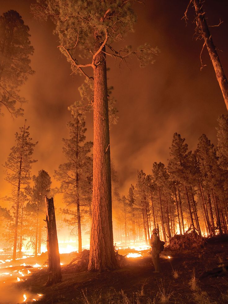 For over a century, Montana has figured at the center of American wildfire policy. Climate change is again making it ground zero. Wow Photo, Wildland Fire, Wildland Firefighter, California Wildfires, Wild Fire, Land Of Enchantment, Forest Fire, Fire And Ice, National Forest