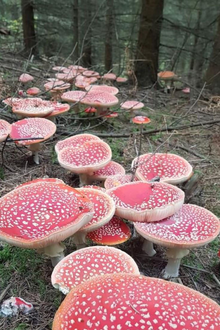 many red mushrooms in the woods with white speckles on them, all over the ground