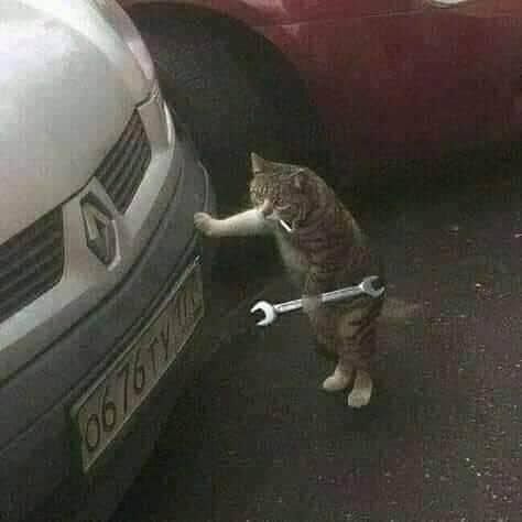 a cat standing on its hind legs with a wrench in it's mouth