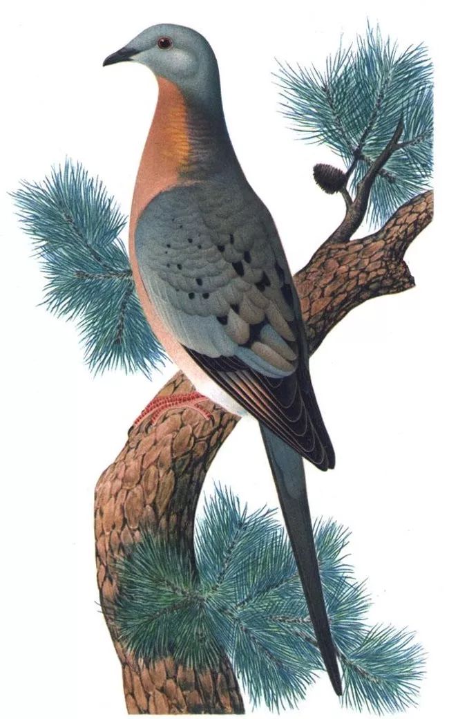 a bird sitting on top of a pine tree branch