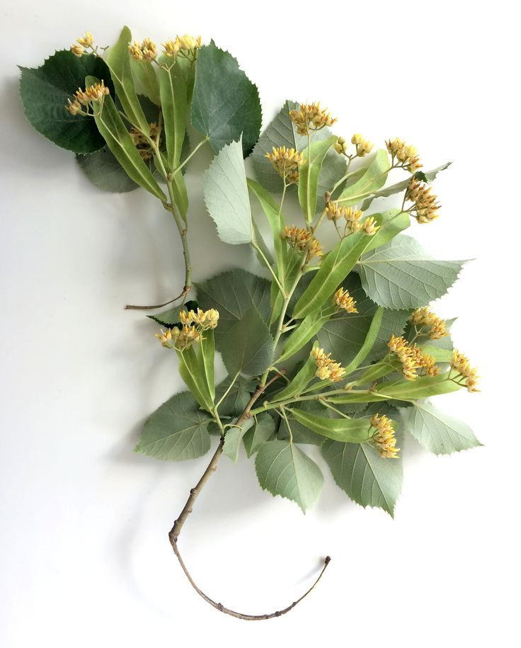 some green leaves and yellow flowers on a white background