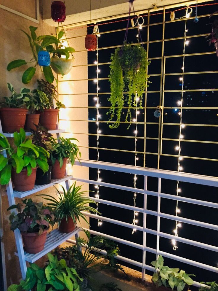 several potted plants sit on shelves in front of a window with lights behind them