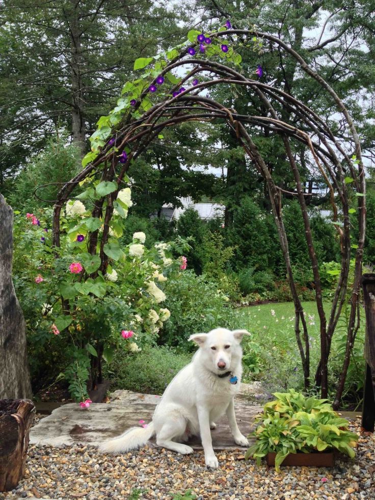 a white dog sitting in the middle of a garden next to a stone wall and trellis