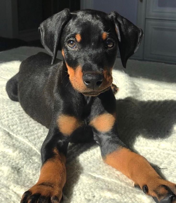 a black and brown dog laying on top of a bed