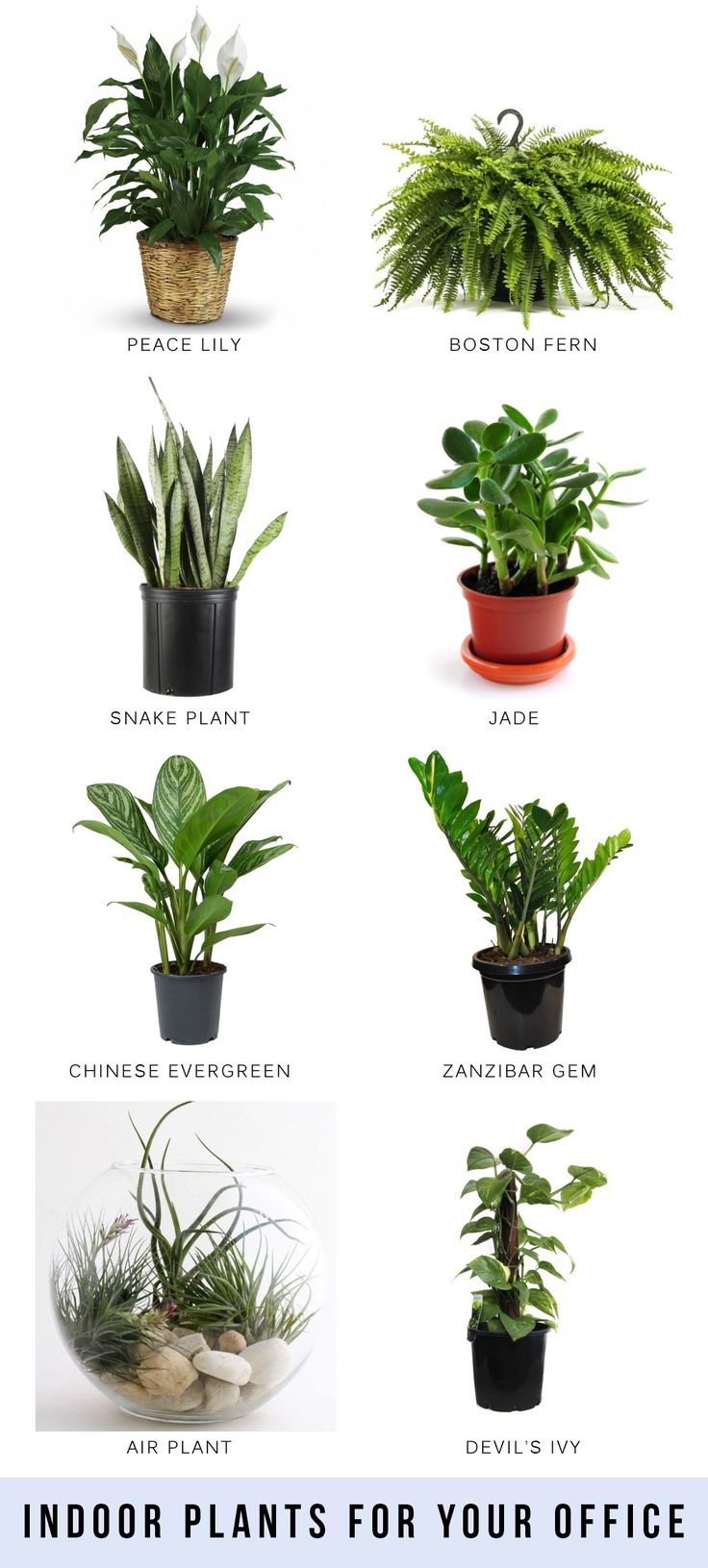 an image of indoor plants for your office