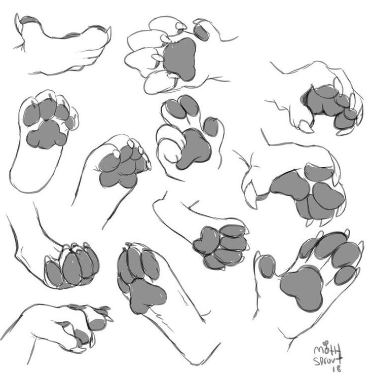 the hands and feet of an animal are shown in this sketching style, with different angles