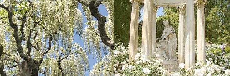 a statue is surrounded by white flowers and trees