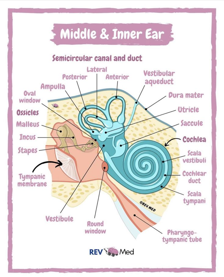 the middle and inner ear diagram