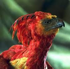 a red and yellow bird with feathers on it's head