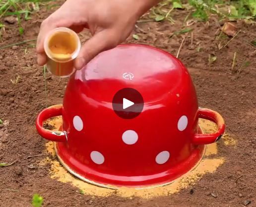 someone is pouring something into a red pot with white polka dots on it in the dirt