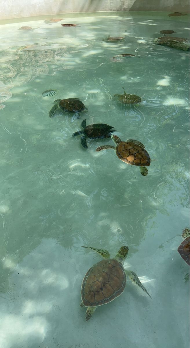 several turtles swimming in the water together