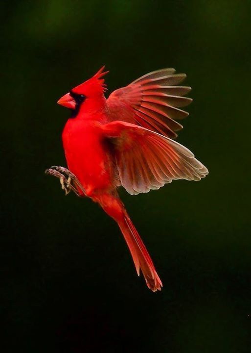 a red bird is flying in the air