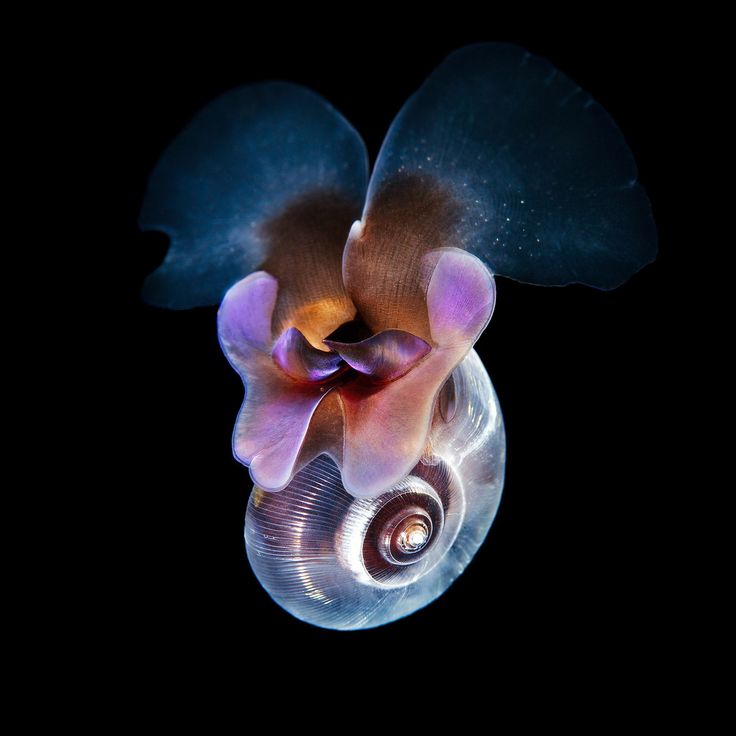 an image of a flower that is floating in the air with its petals still attached