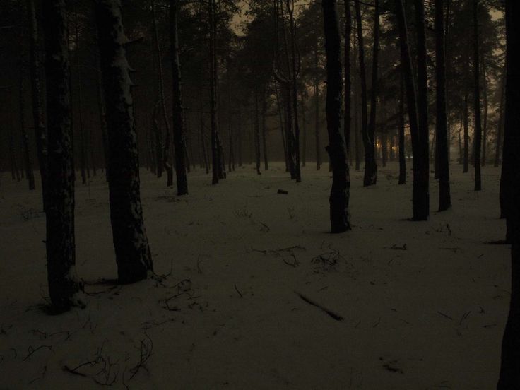 the dark woods are covered in snow at night, with only one light shining on the trees