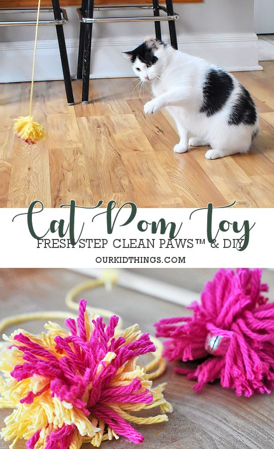 a black and white cat sitting on top of a wooden floor