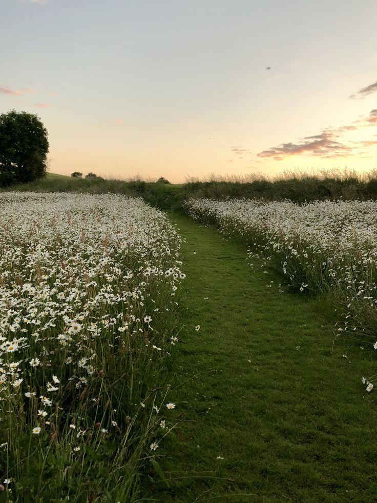 the sun is setting over a field full of flowers and grass with a path leading through it