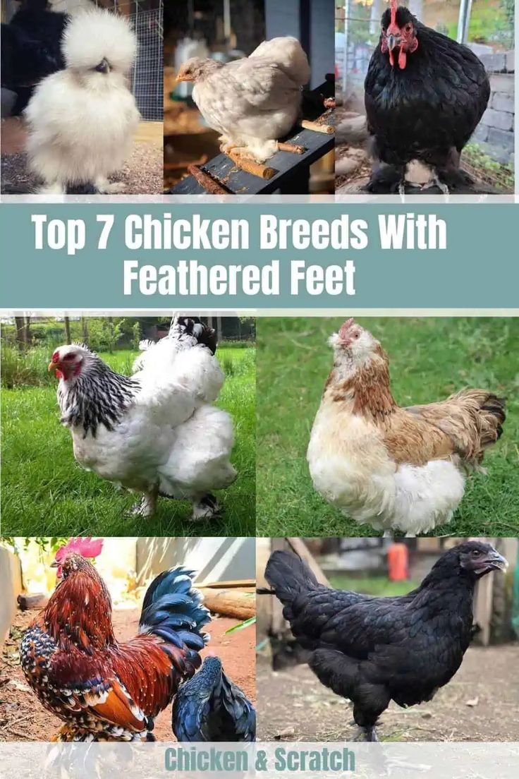 the top 7 chicken breeds with feathered feet