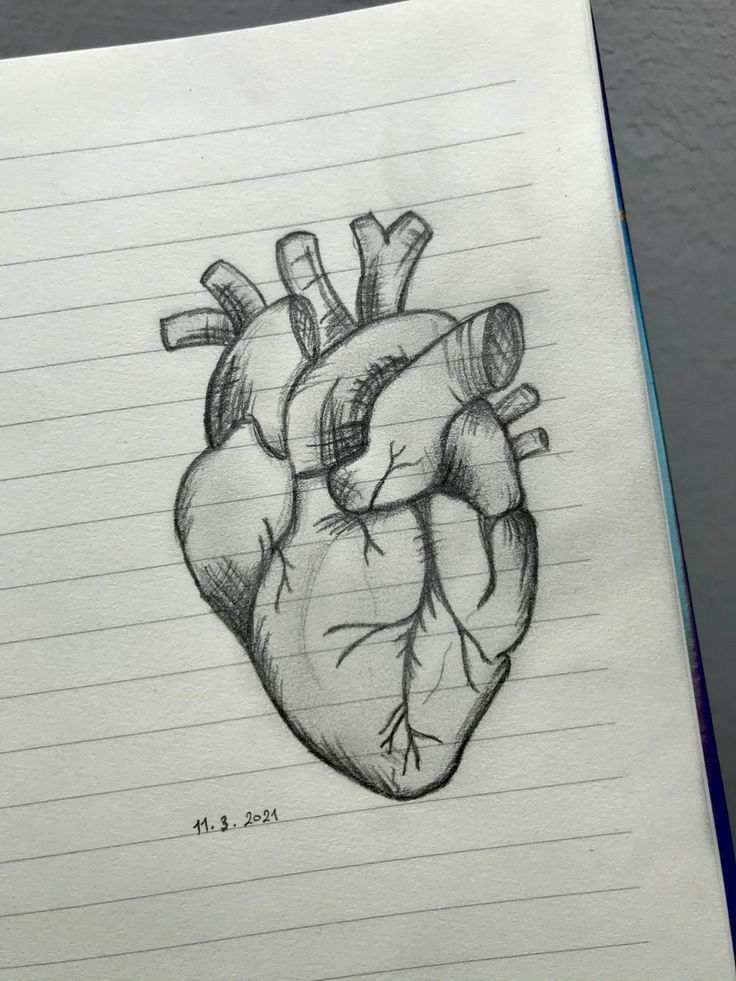 a drawing of a human heart on lined paper