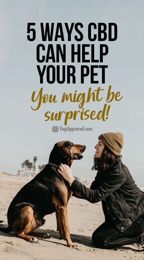 Irritable Bowel Disease, Holistic Pet Care, Sports Therapy, Fitness Healthy Lifestyle, Oils For Dogs, Wellness Trends, Pet Wellness, Cbd Oil, Healthy Lifestyle Tips