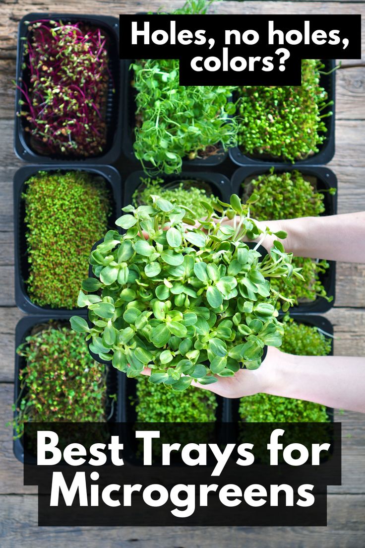 several trays filled with different types of plants and the words best trays for growing microgreens