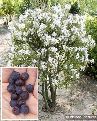 the small tree has white flowers on it and is next to a hand full of berries