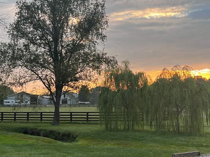 the sun is setting behind a tree in a fenced area with green grass and trees