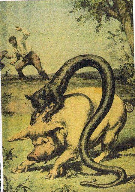 an illustration of a giant snake attacking a man