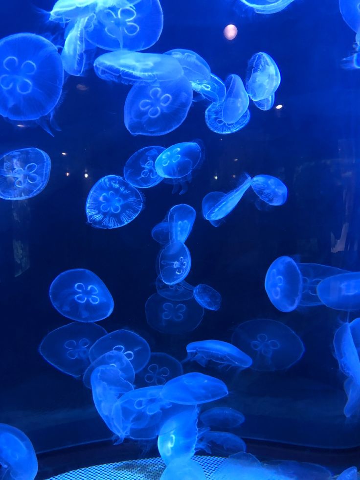 A collection of 35+ jellyfish glow blue under black lights. Houston Zoo, Insta Post, Sea And Ocean, Jellyfish, Houston, Photography