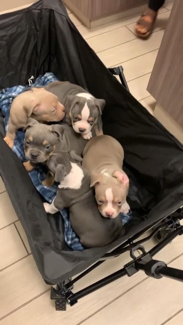 four puppies are sleeping in an open suitcase