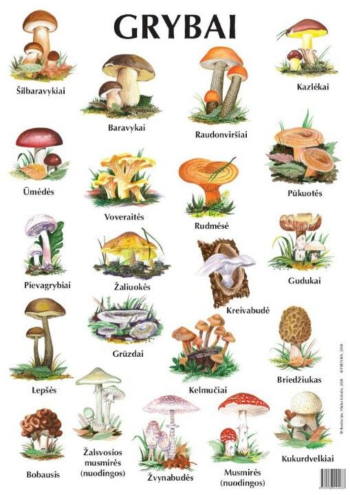 a poster with different types of mushrooms on it's back cover, and the words gr