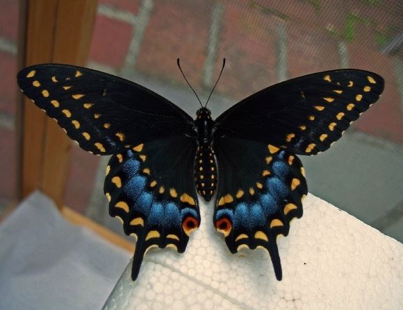 a black and yellow butterfly sitting on top of a white towel