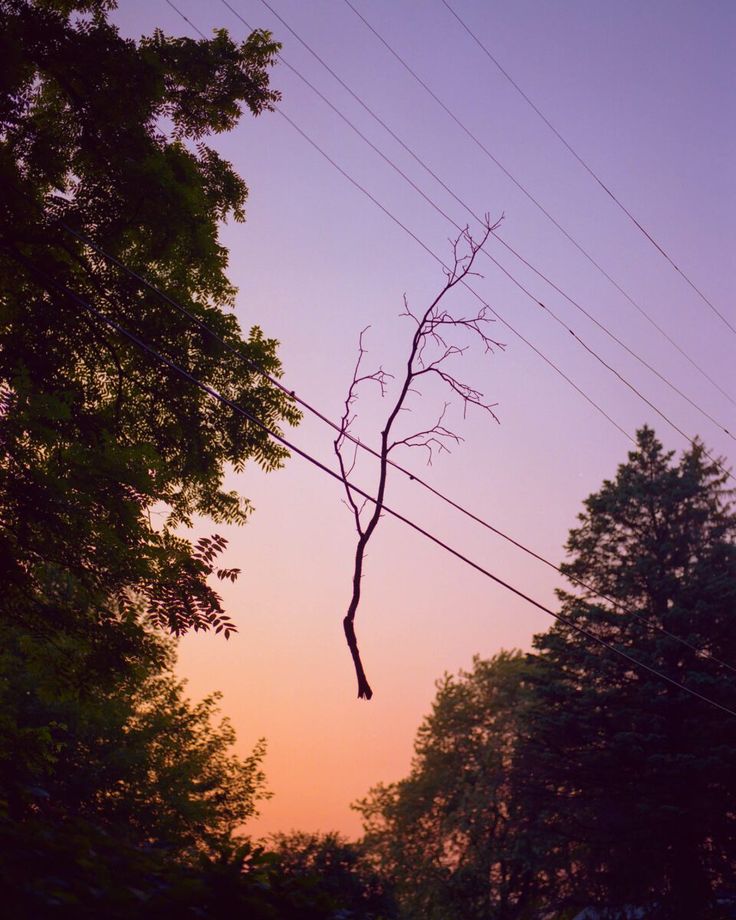 the sun is setting behind power lines and some trees in the foreground with no leaves on them