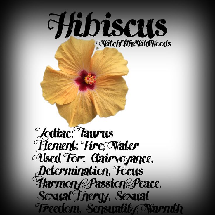 a yellow flower with the words hibiscus written below it