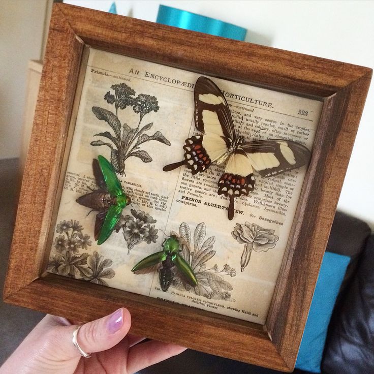 a person holding up a frame with butterflies on it