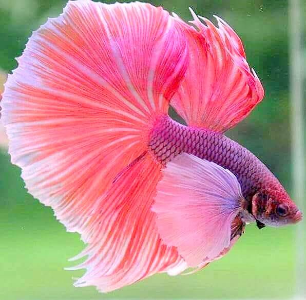 a pink and purple fish with long tail