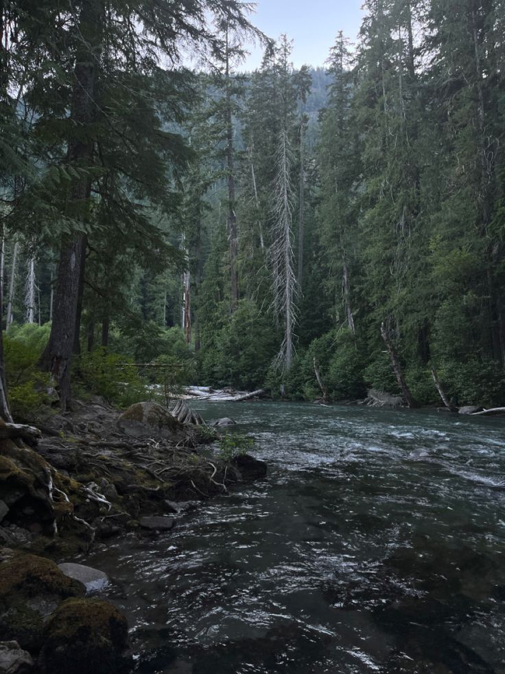 a river running through a forest filled with lots of trees