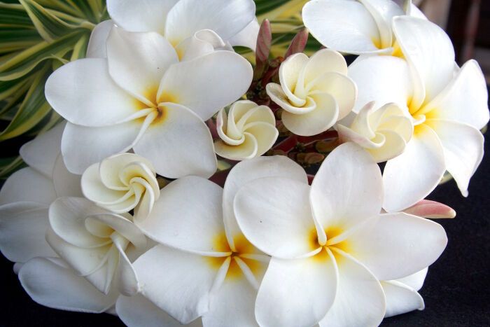 a bunch of white flowers sitting on top of a black table next to a plant