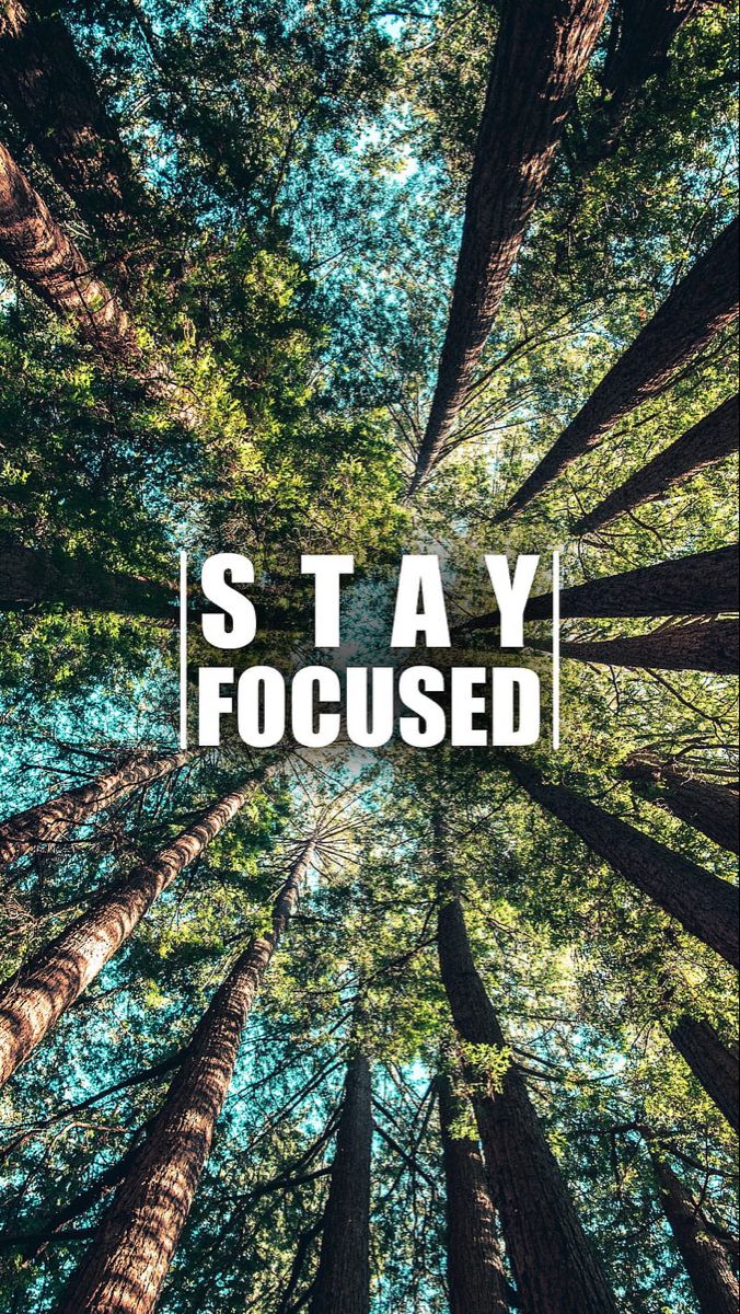 the words stay focused surrounded by tall trees