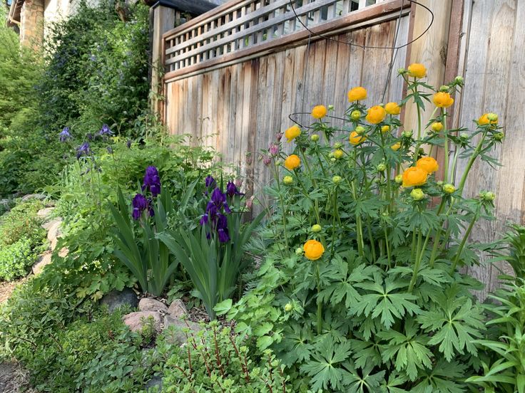 a garden with yellow and purple flowers next to a wooden fence on the side of a building