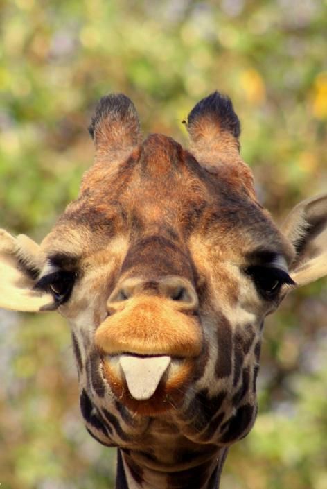 a giraffe with its tongue out looking at the camera