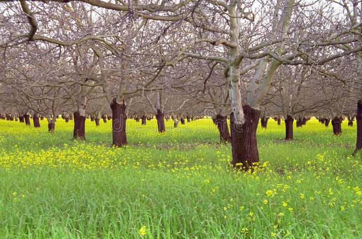 an orchard with lots of trees and yellow flowers