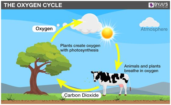 the oxygen cycle is shown with animals and plants in front of it, as well as trees