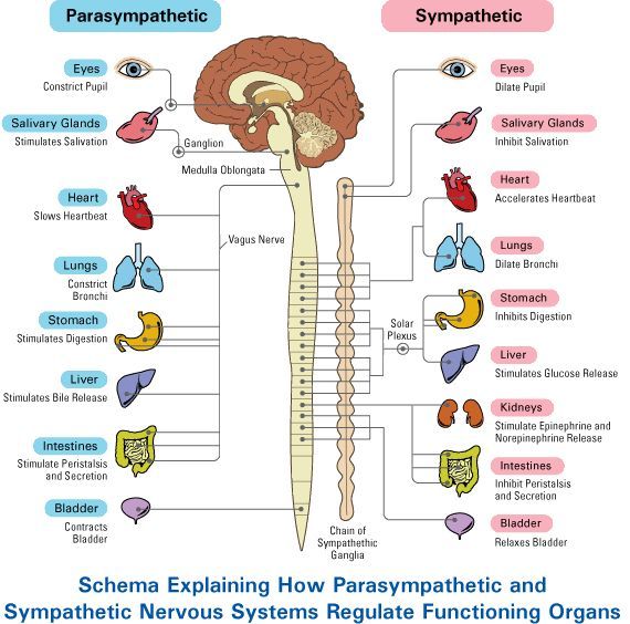 diagram of the human nervous system