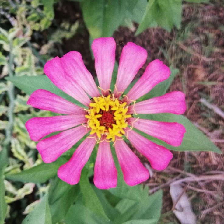 a pink and yellow flower with green leaves