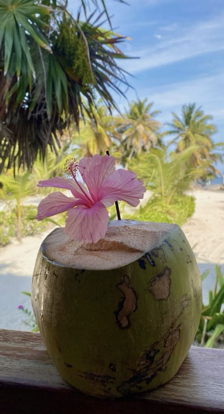 a pink flower sitting in a coconut bowl on a wooden table next to the beach