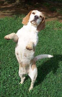 a dog standing on its hind legs in the grass