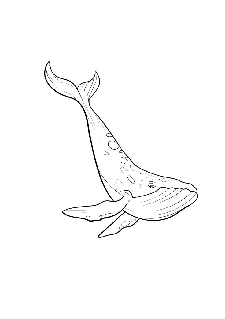 a drawing of a whale that is swimming in the water with it's mouth open