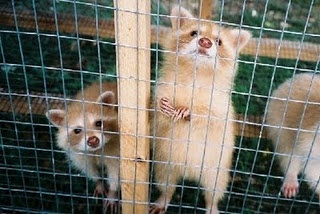 three ferrets in a cage looking up at the camera