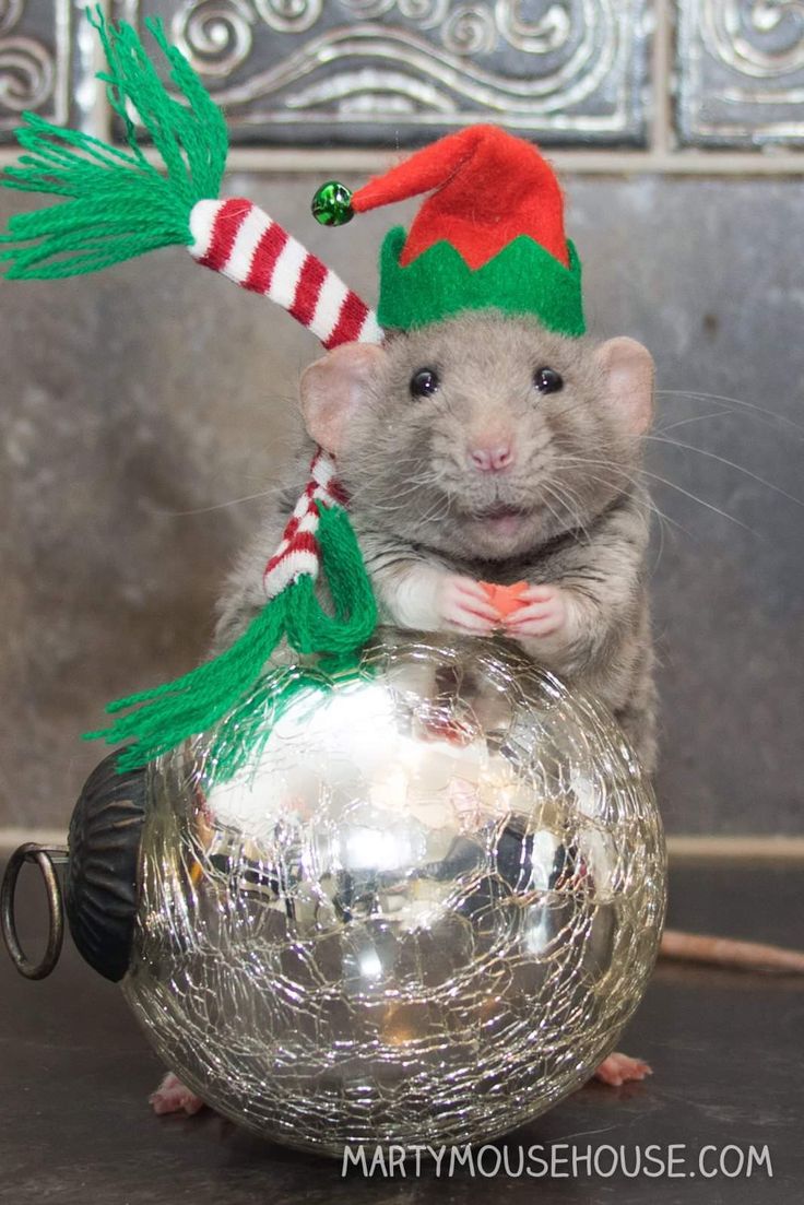 a small rat wearing a christmas hat and scarf sitting on top of a glass ball