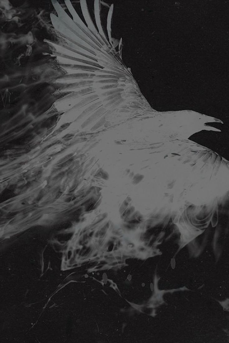 a black and white photo of a bird flying